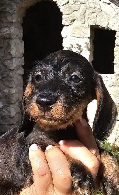 Du Paradis Mauve - Chiot disponible  - Teckel poil dur