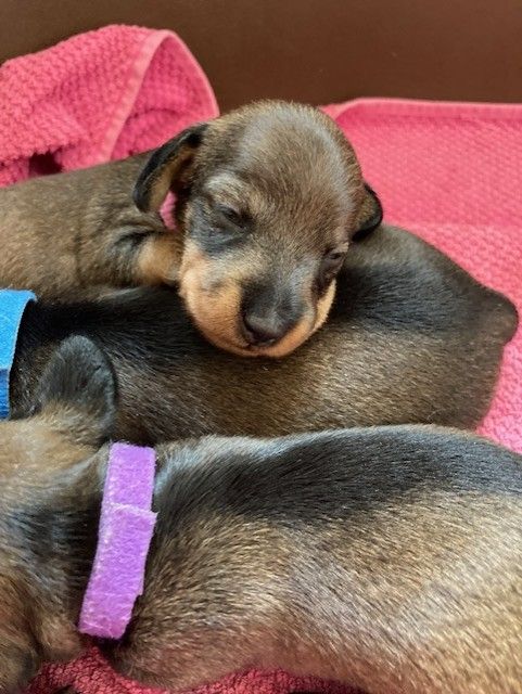 Du Paradis Mauve - Chiots disponibles - Teckel poil dur