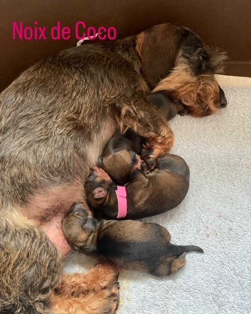 Du Paradis Mauve - Teckel poil dur - Portée née le 01/02/2026